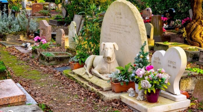 nos animaux défunts nos animaux défunts