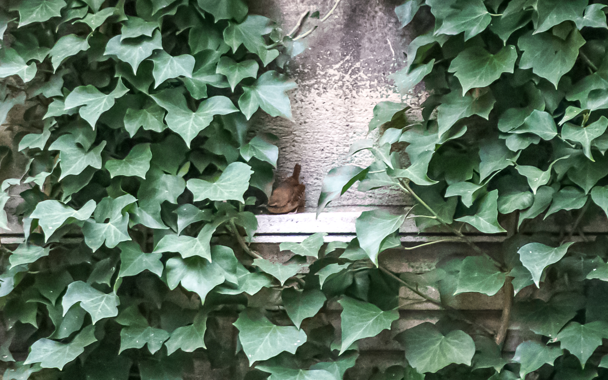 Oiseaux du silence : escapade naturaliste au Père Lachaise Cimetière du Père-Lachaise  Paris