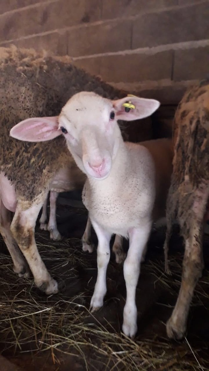 SCEA La Petite Bergerie SCEA La Petite Bergerie Montereau