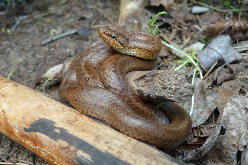 Sortie nature Les reptiles du site de Courpain