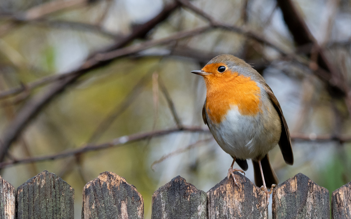 Sortie ornithologique pour les plus jeunes Maison Paris Nature Paris