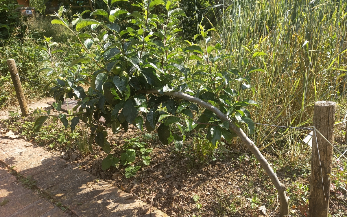 Taille des pommiers et poiriers en cordon. Maison du Jardinage et du compostage - Pôle ressource Jardinage Urbain Paris 12ème