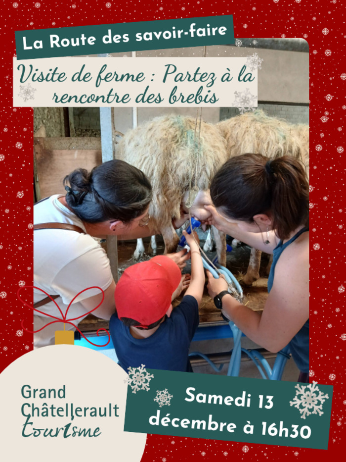 Visite de ferme Partez à la rencontre des brebis