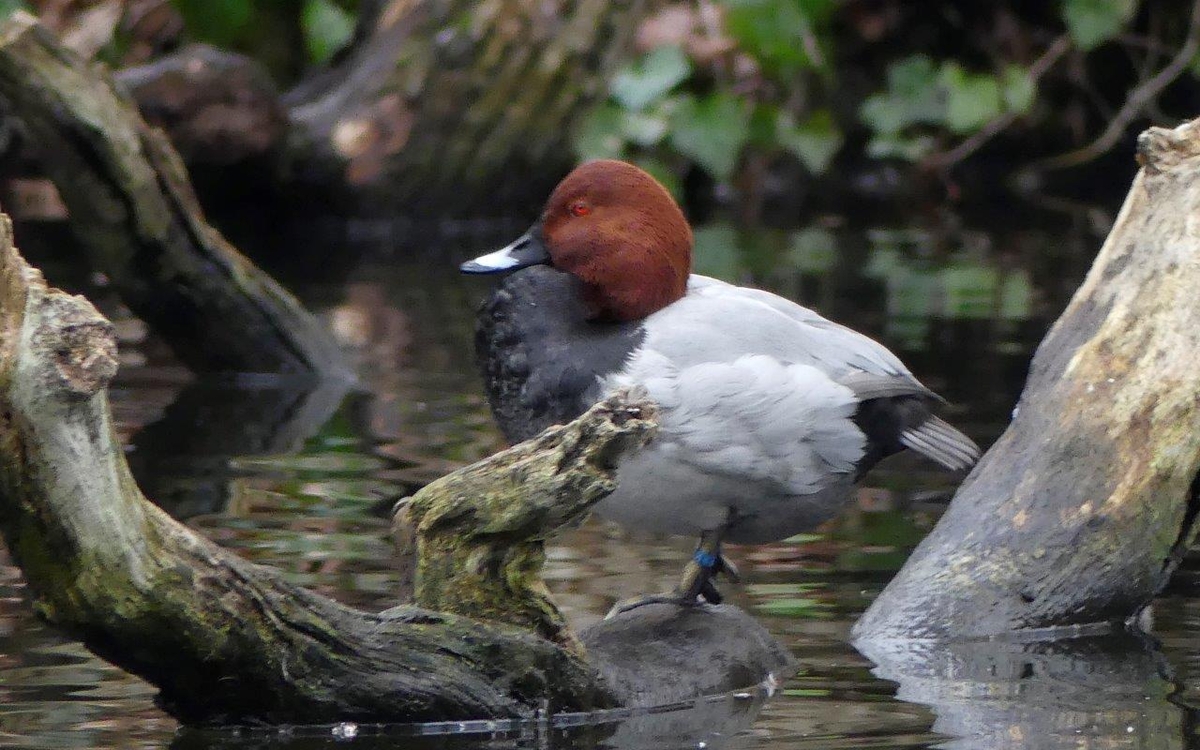 Visite ornithologique du lac des minimes lac des minimes Paris