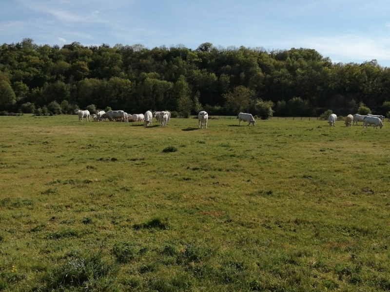 13- La plaine de Malvault à Colombiers Colombiers Centre-Val de Loire