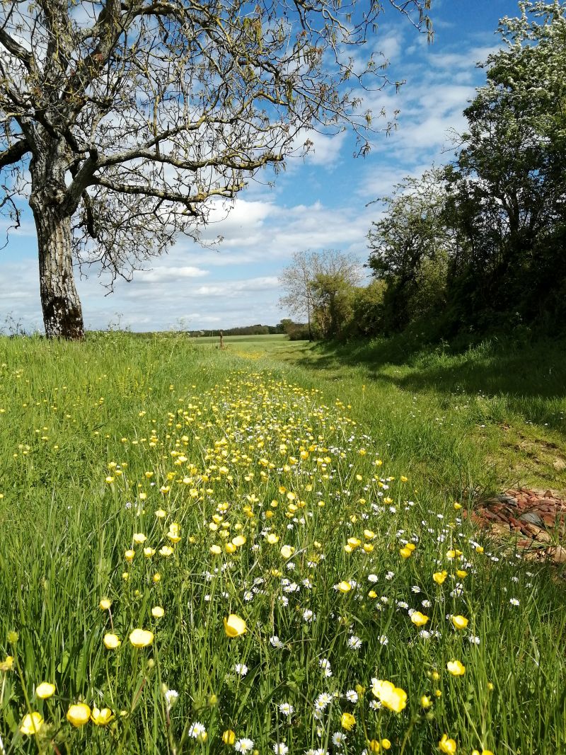 26 Boucle du cart-au-pin Meillant Meillant Centre-Val de Loire