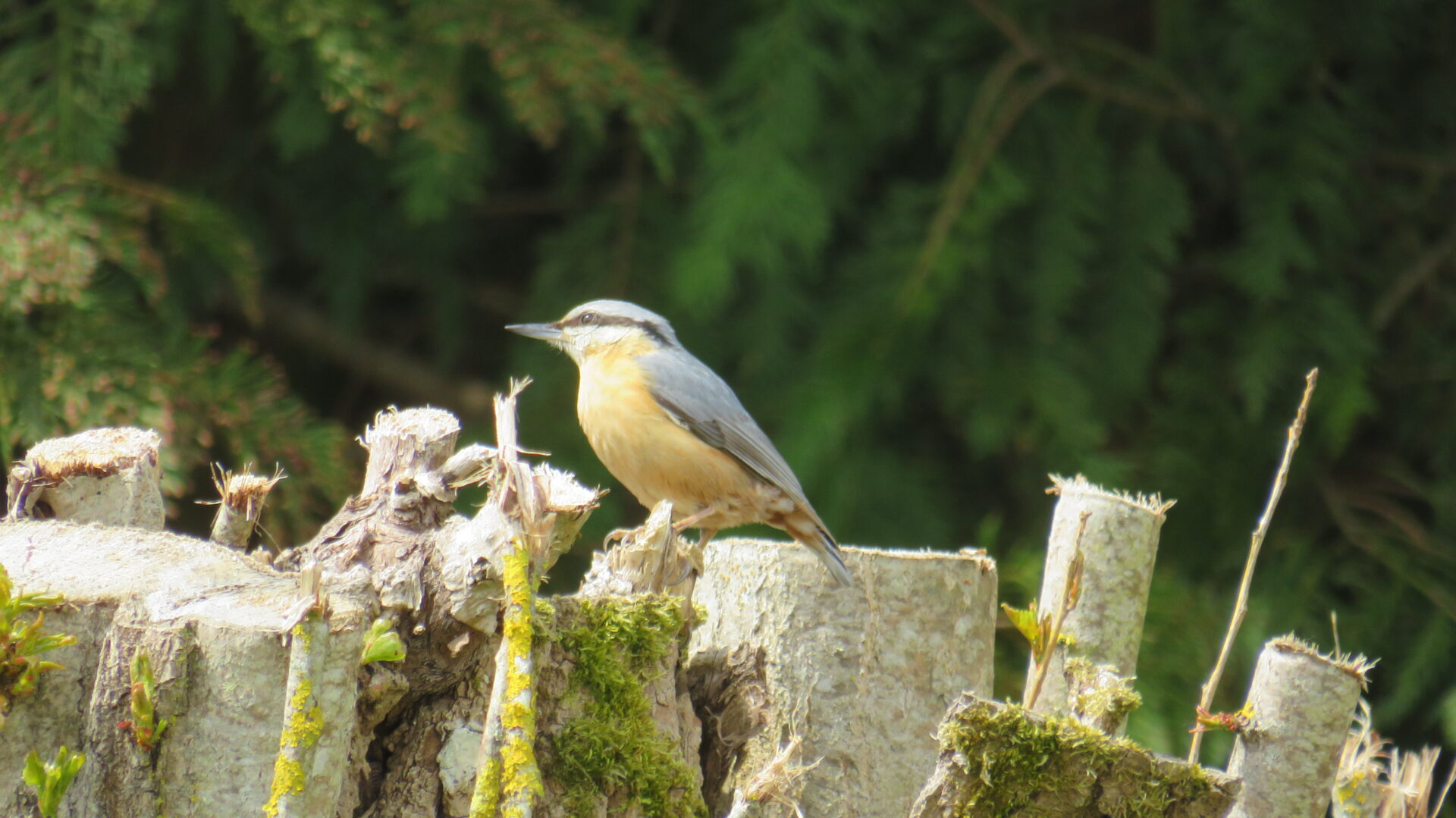 Activités naturalistes sortie à l&rsquo;île Navière-île de Chaillac,  Chaillac-sur-Vienne