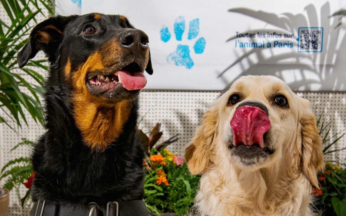 Apéro canin parisien à la Maison de l'animal Maison de l'animal  Paris
