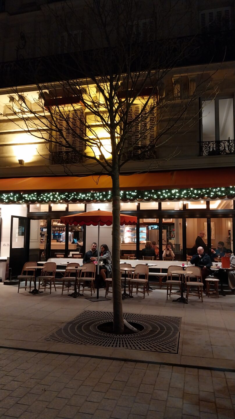 Arbres à Notre-Dame