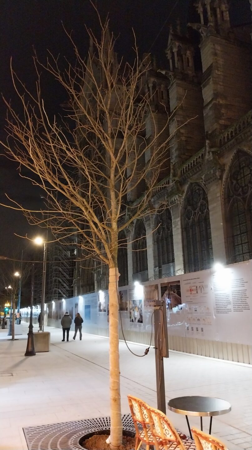 Arbres à Notre-Dame