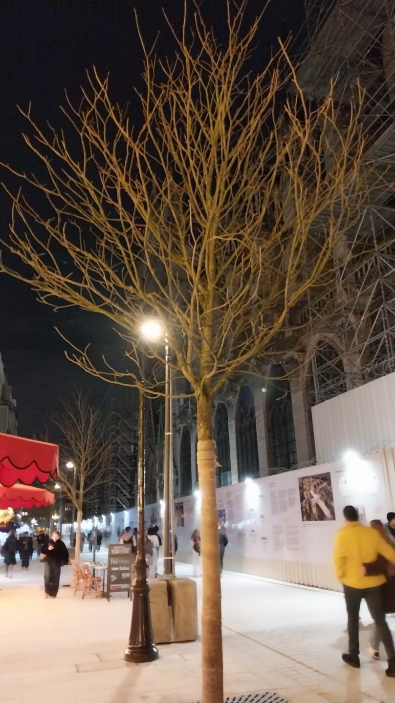 Arbres à Notre-Dame