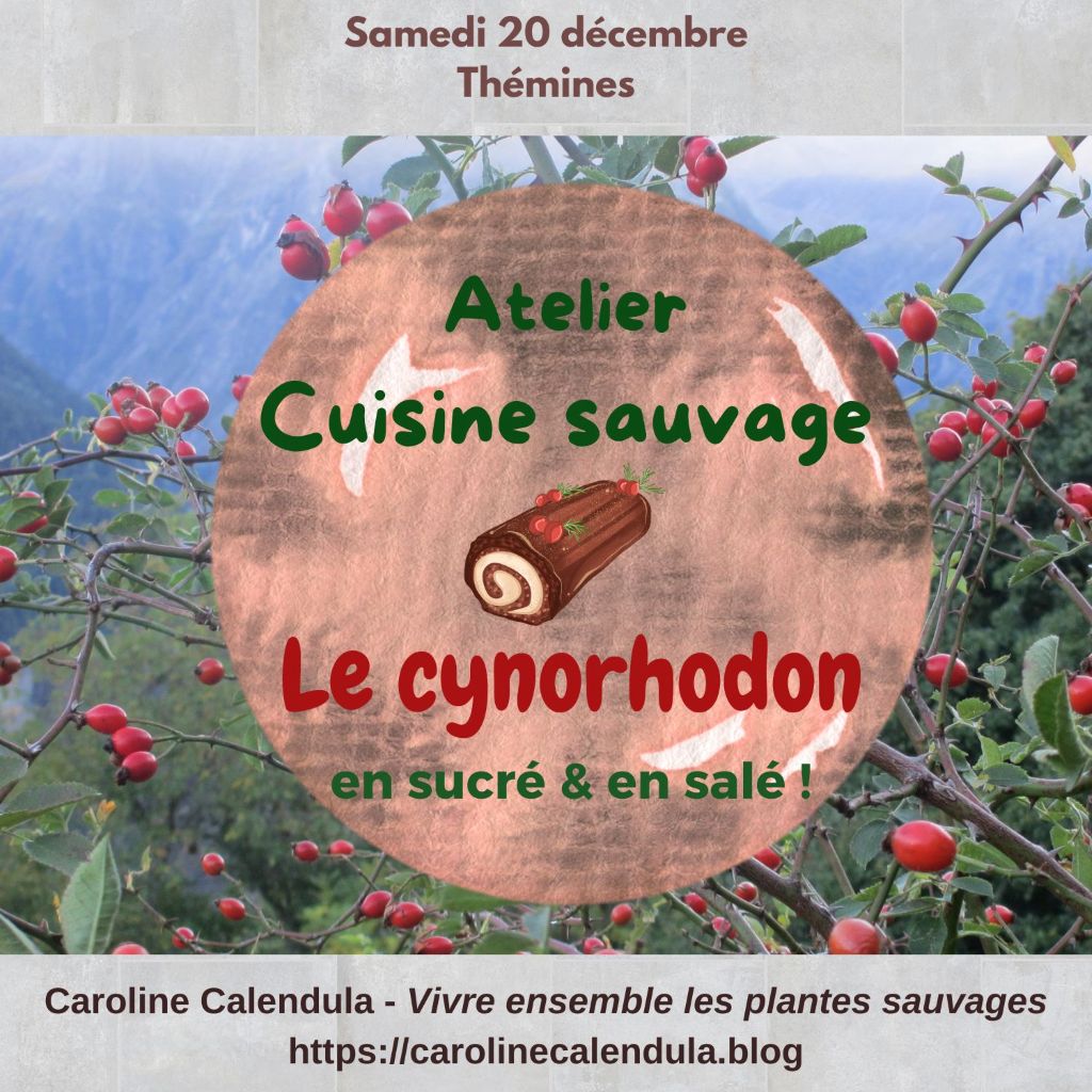 Atelier à Thémines cuisine sauvage autour de la cuisine du cynorhodon !