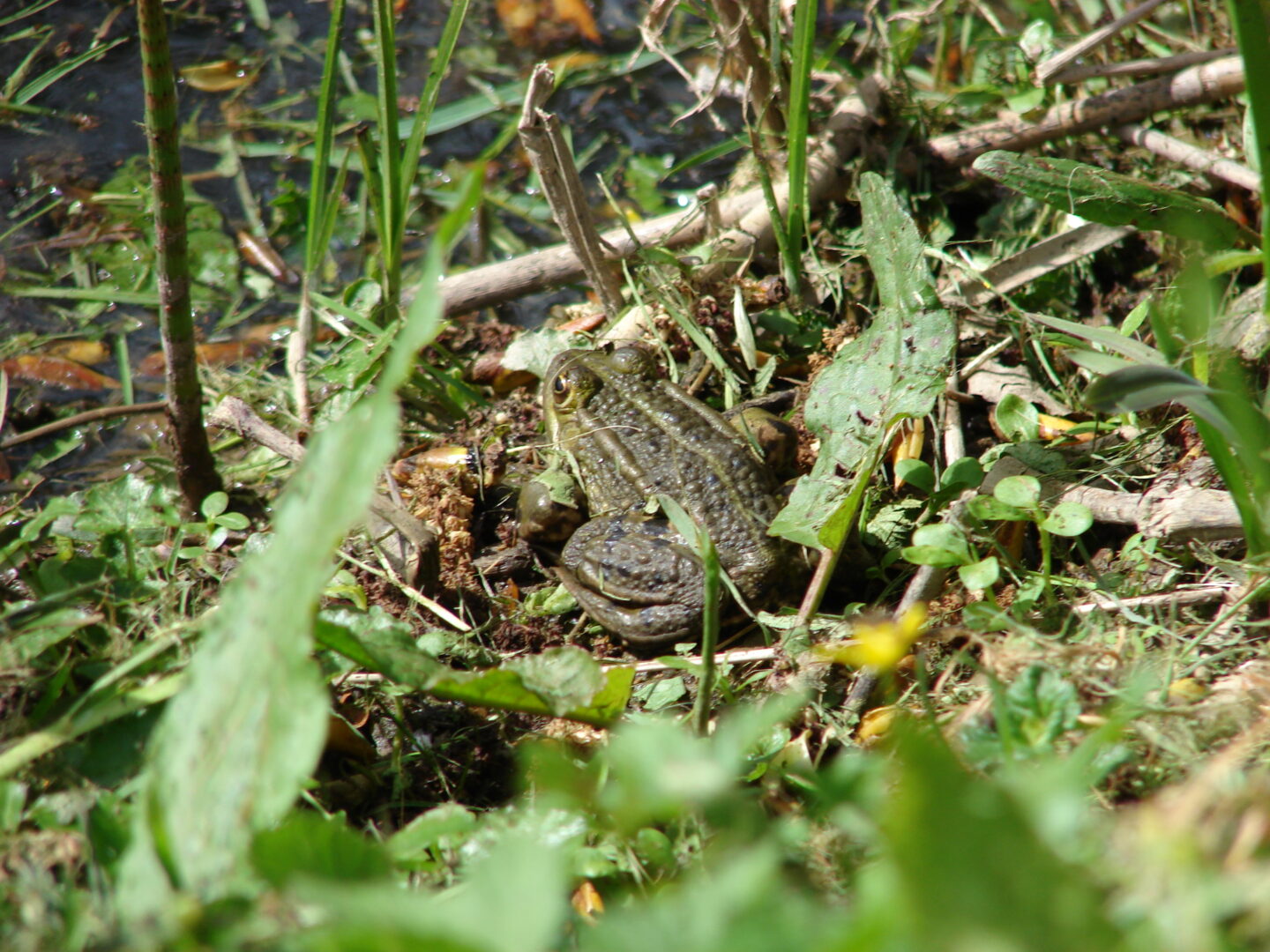Atelier familles Les rois du camouflage