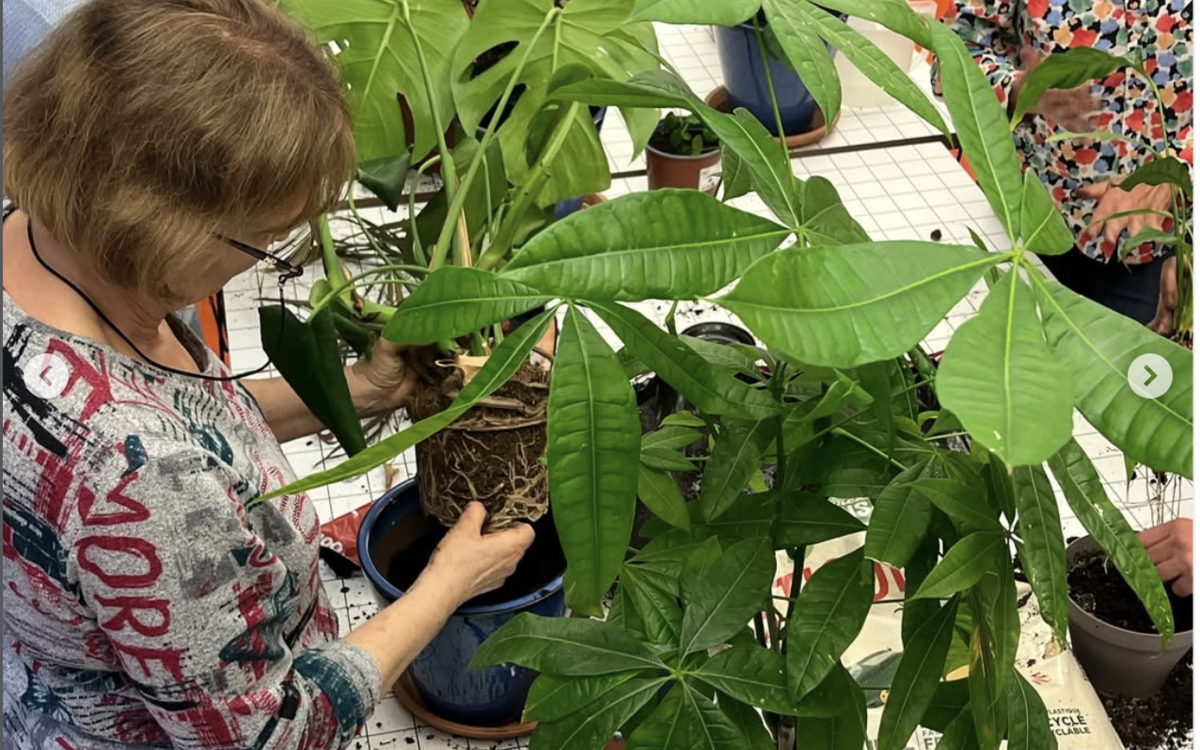Atelier vannerie sauvage Maison de la Vie Associative et Citoyenne du 11e arrondissement PARIS