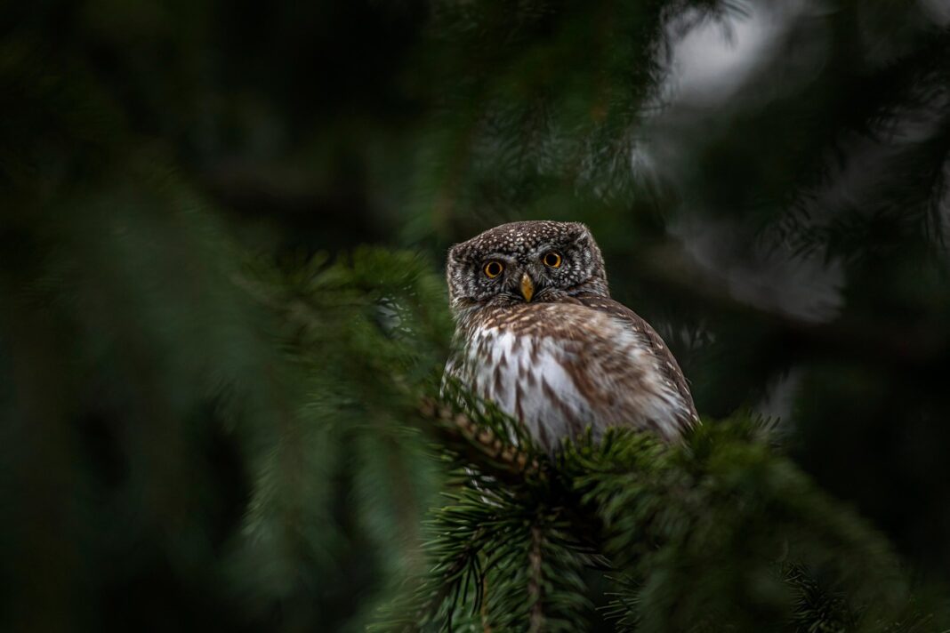 Les Rendez-vous Nature en famille Veillée et balade crépusculaire au Jardin Bourian Maison de la Nature Dégagnac