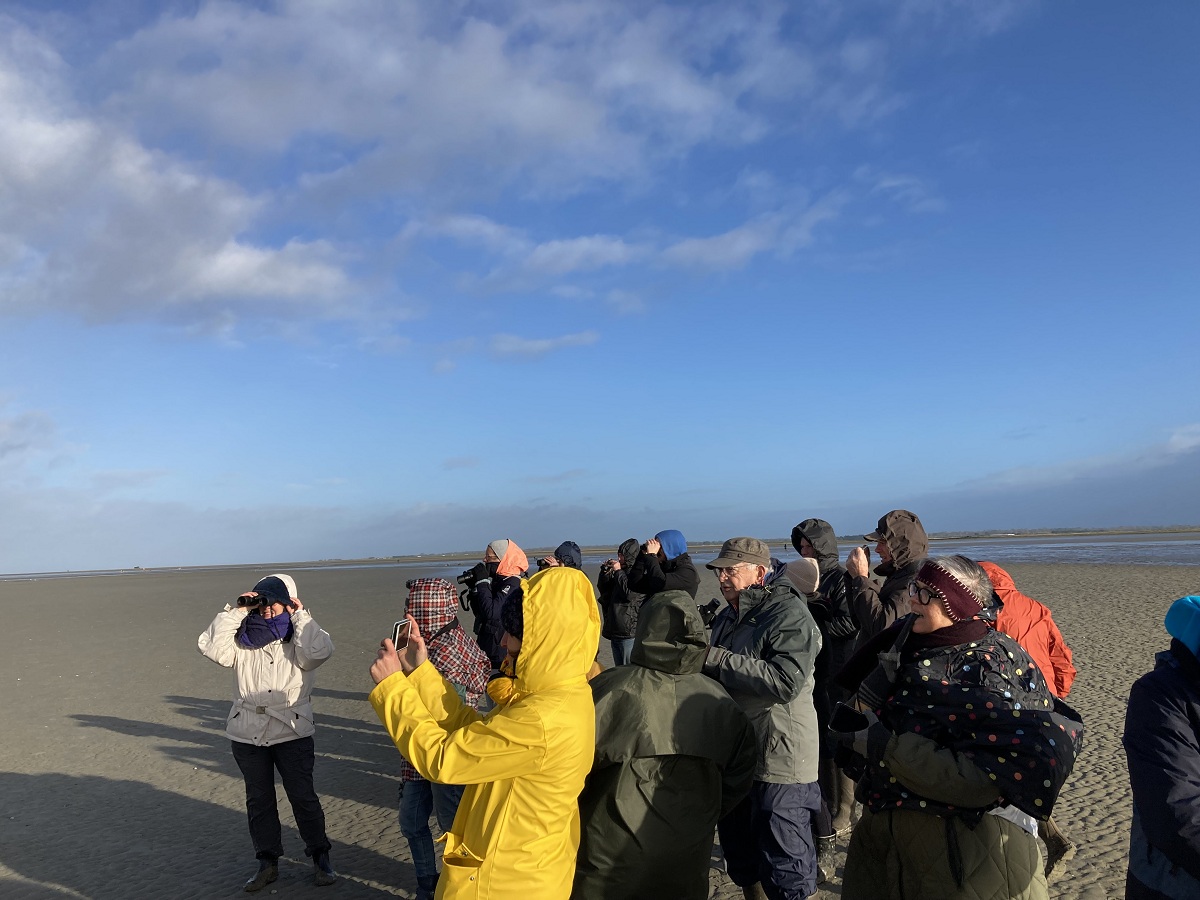 Baie des veys : ses oiseaux