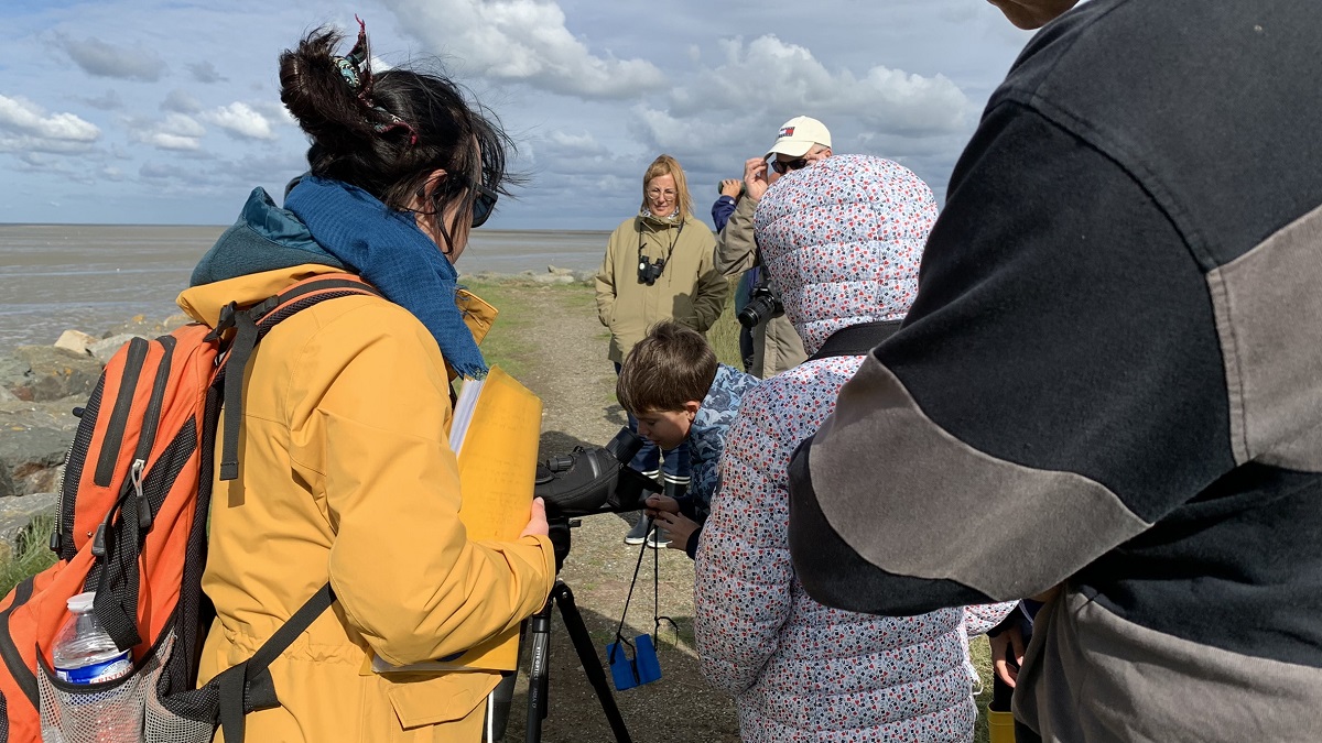 Baie des veys : ses oiseaux
