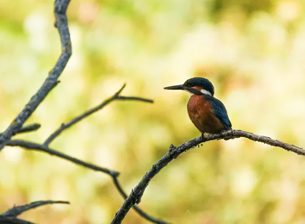 Balade faune au lac de Bannac à Laramière avec Anthony Vieillard