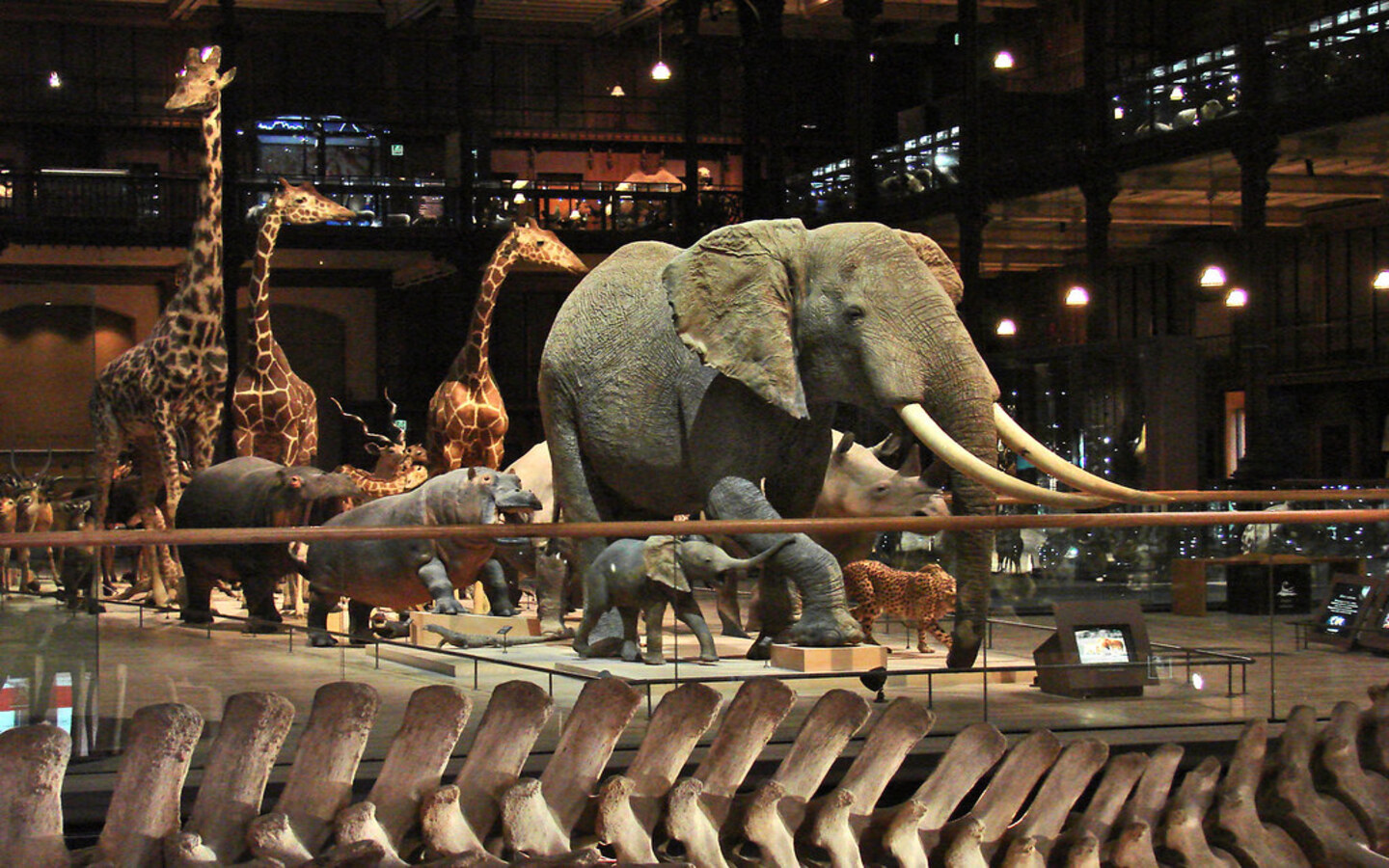 Balade muséale Muséum d’Histoire Naturelle Paris