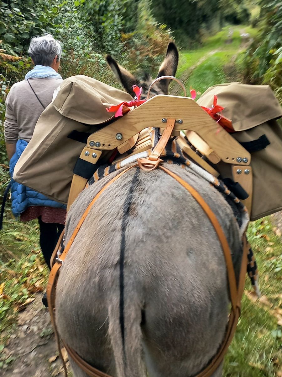 Découverte du bocage avec un âne du Cotentin
