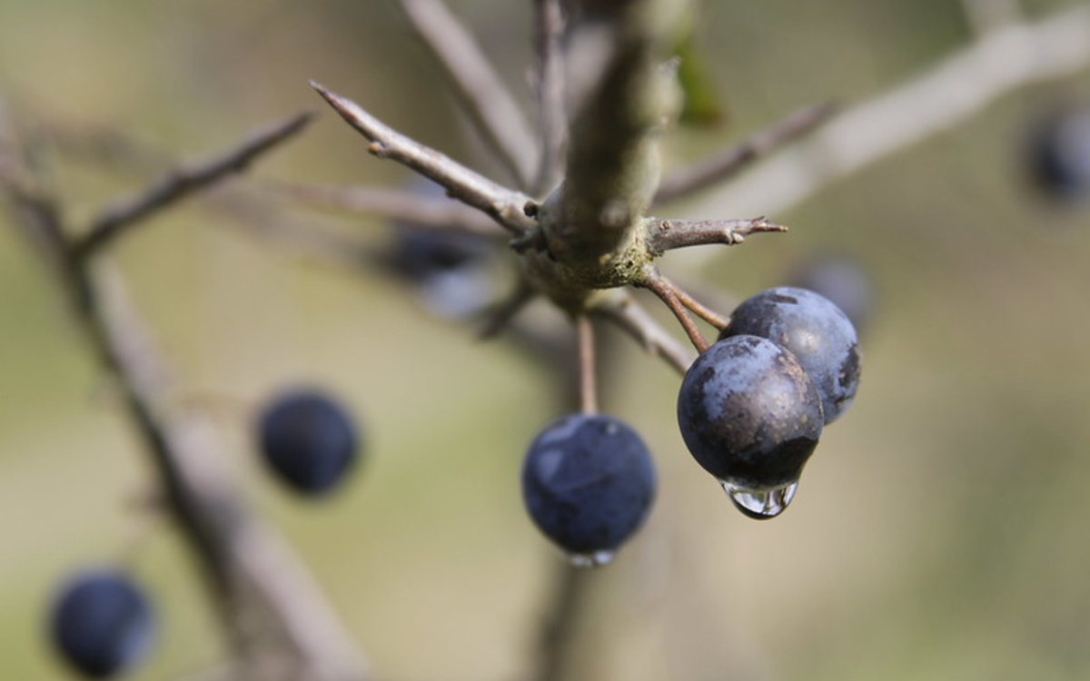 Des plantes sans défenses ? Maison Paris Nature Paris