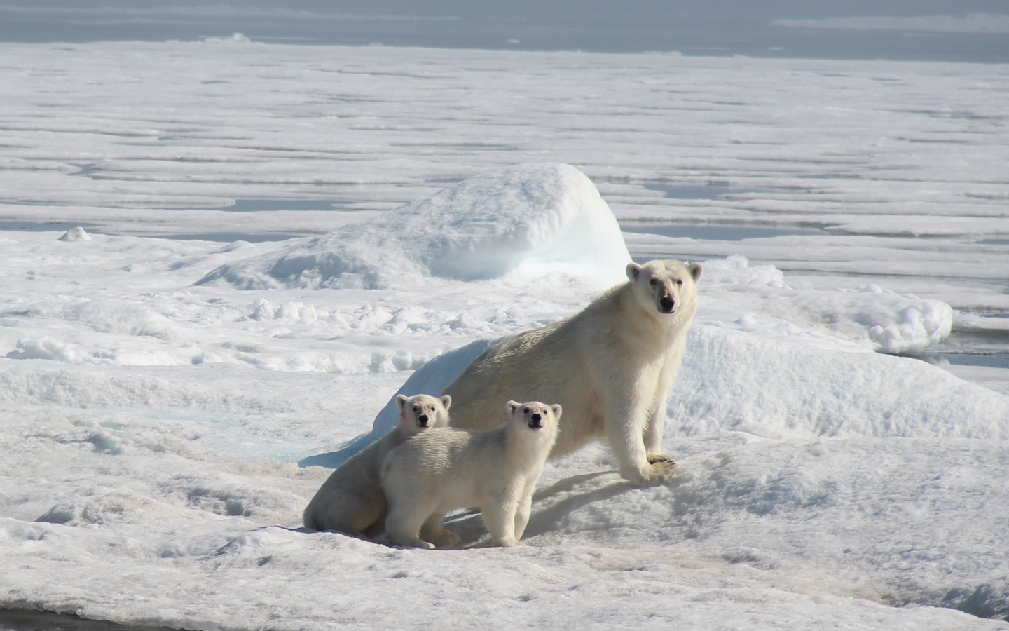 Documentaire Groenland enfants des glaces