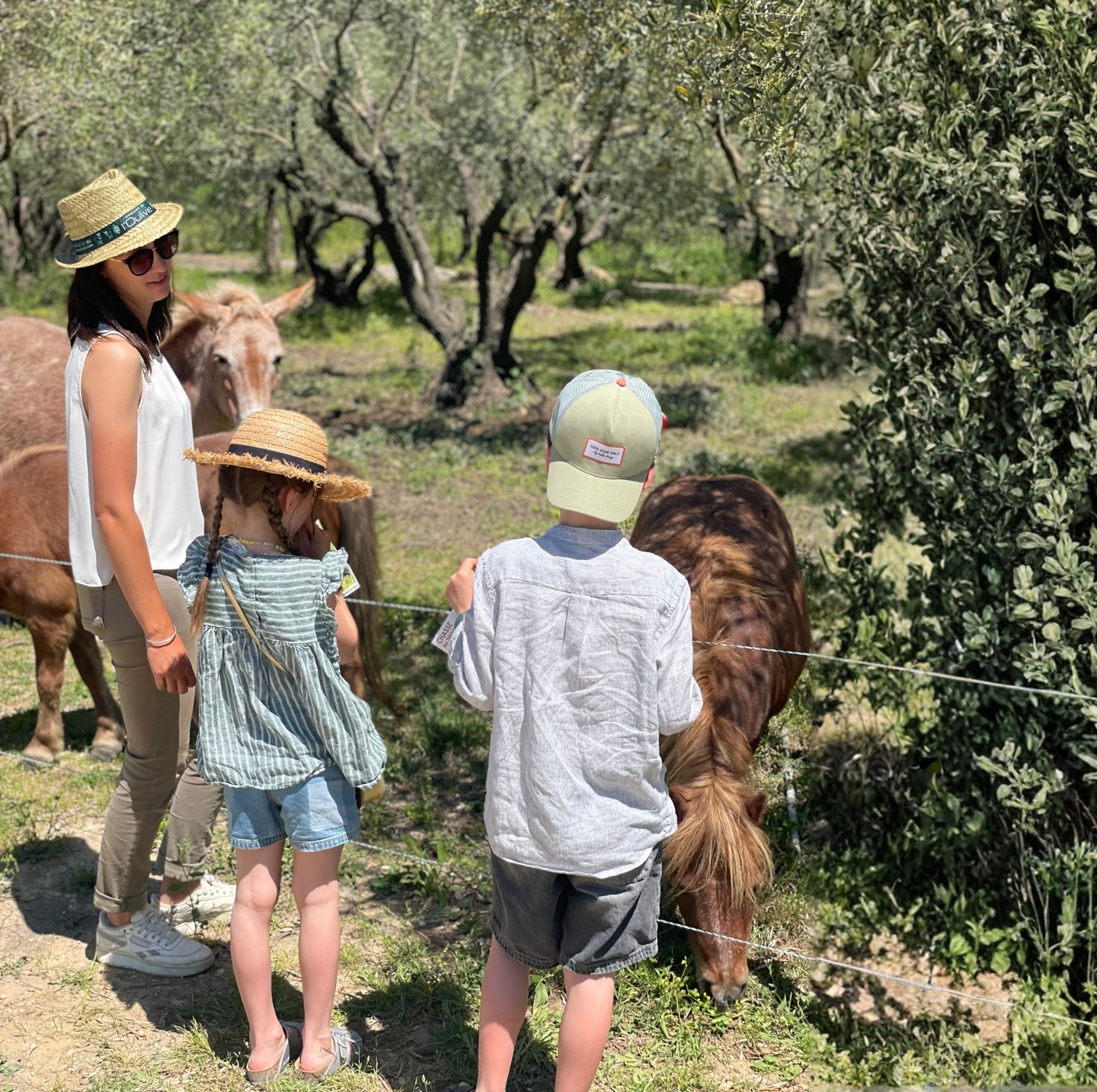 DOMAINE DE L'OULIVIE SUR LE SENTIER DE BEBELLE