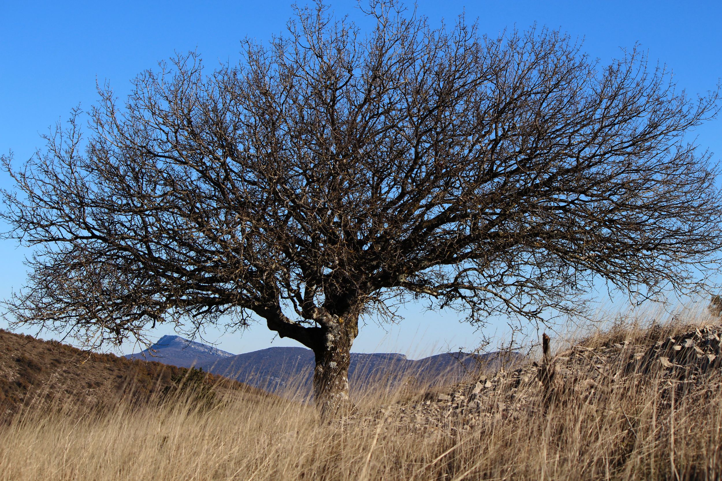 ESSENCES ET SENS LE CHEMIN DE L'ÉRABLE La Vacquerie-et-Saint-Martin-de-Castries Occitanie