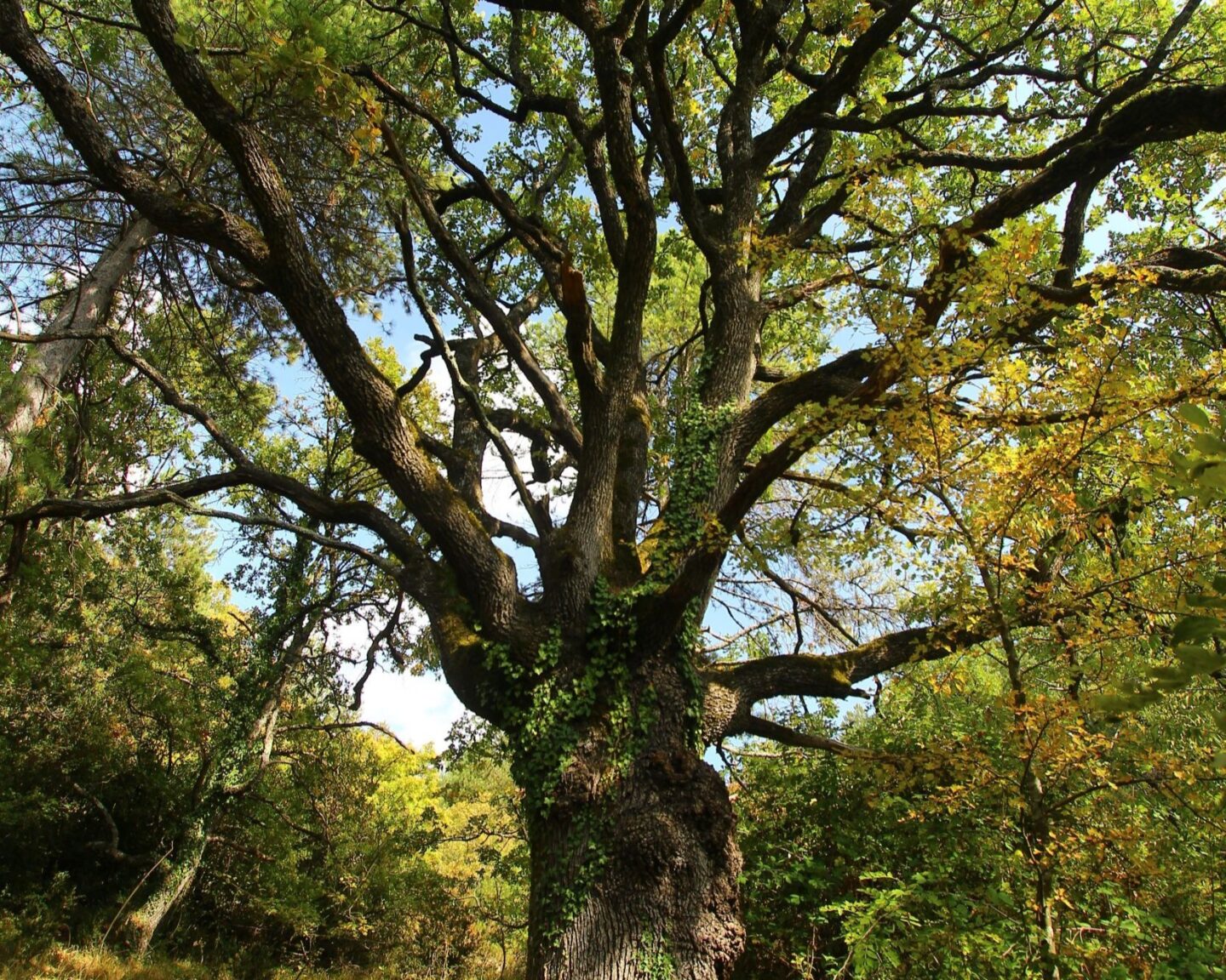 ESSENCES ET SENS LE CHEMIN DES CHÊNES La Vacquerie-et-Saint-Martin-de-Castries Occitanie