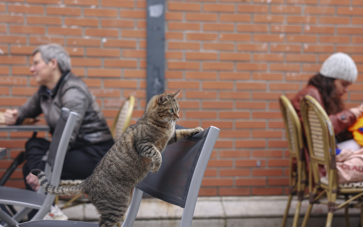 Fête de l'animal en ville : chat se fête dans le 18e ! Mairie du 18e arrondissement PARIS