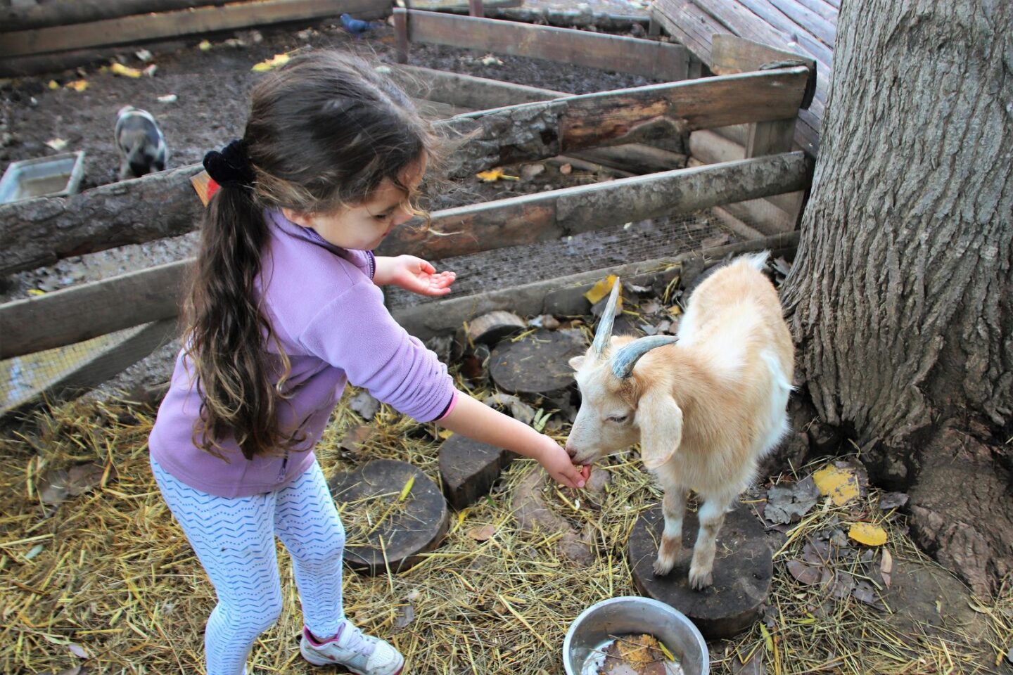 FETE DE L'HIVER A LA FERME DE DECOUVERTE