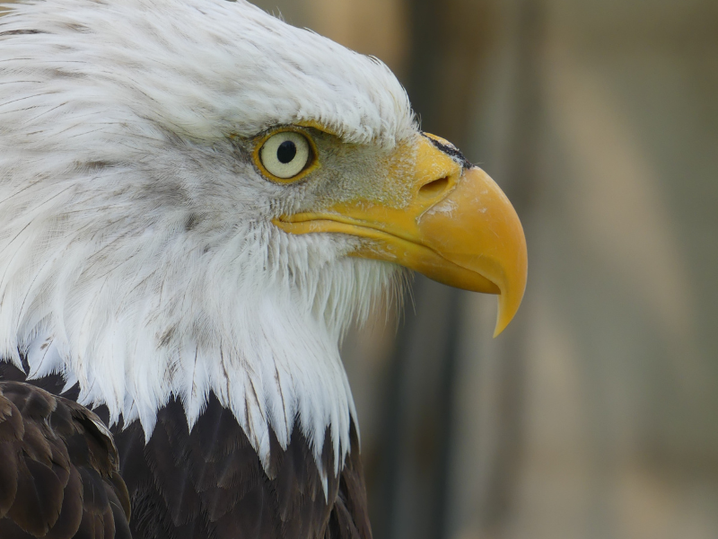 Fête des rapaces et Spectacle de fauconnerie à Terres d'Oiseaux