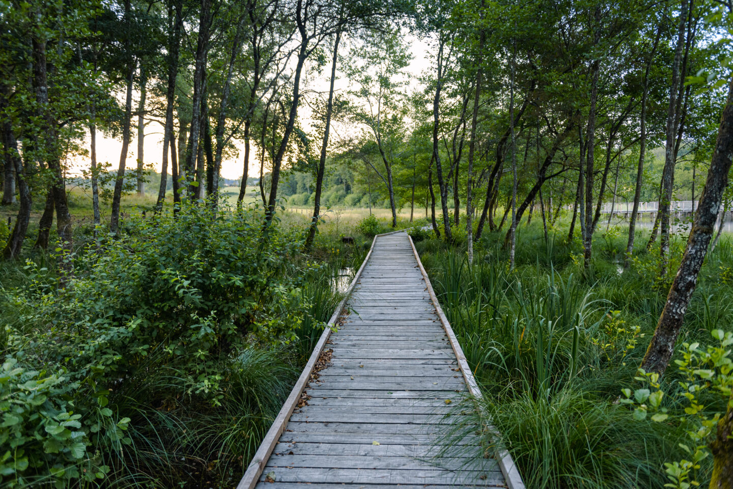 Forêt de Meilhards Lamongerie Nouvelle-Aquitaine