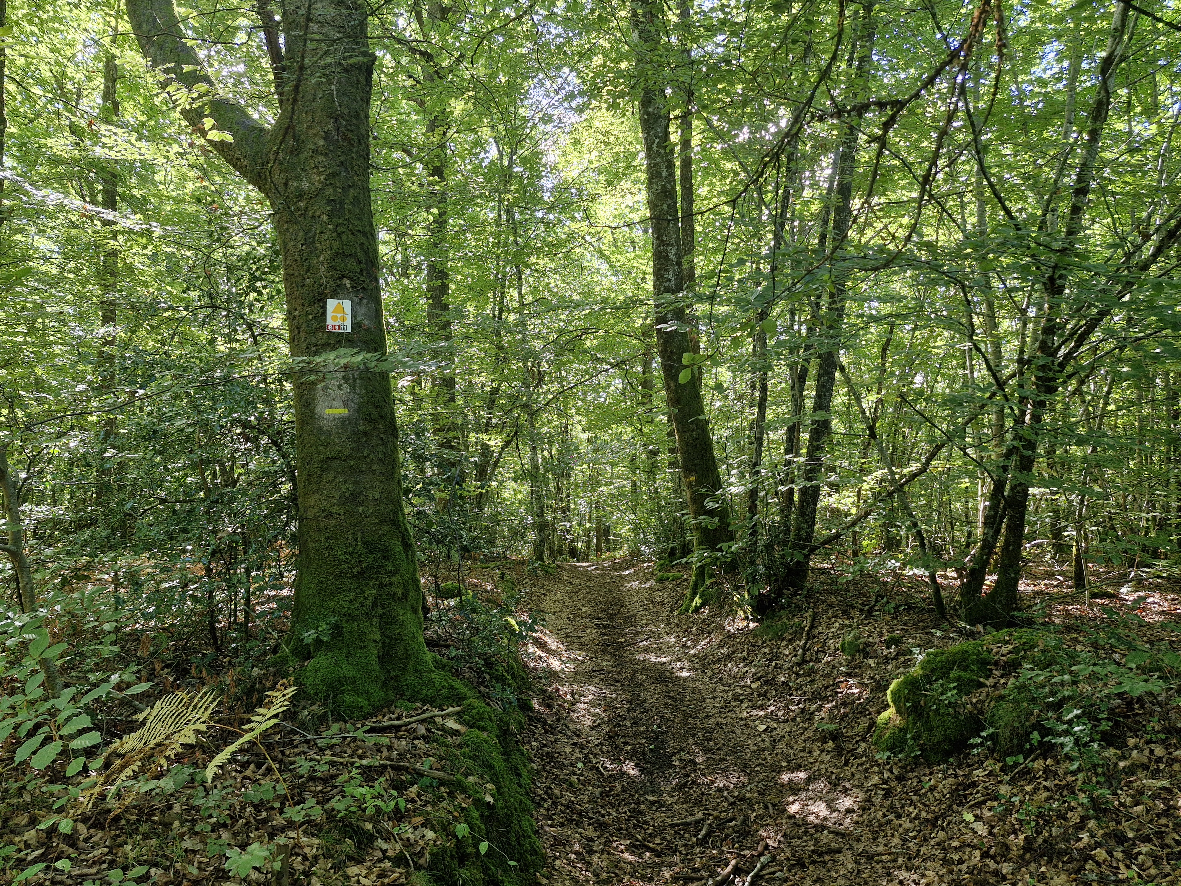Forêt de Montard Lamongerie Nouvelle-Aquitaine