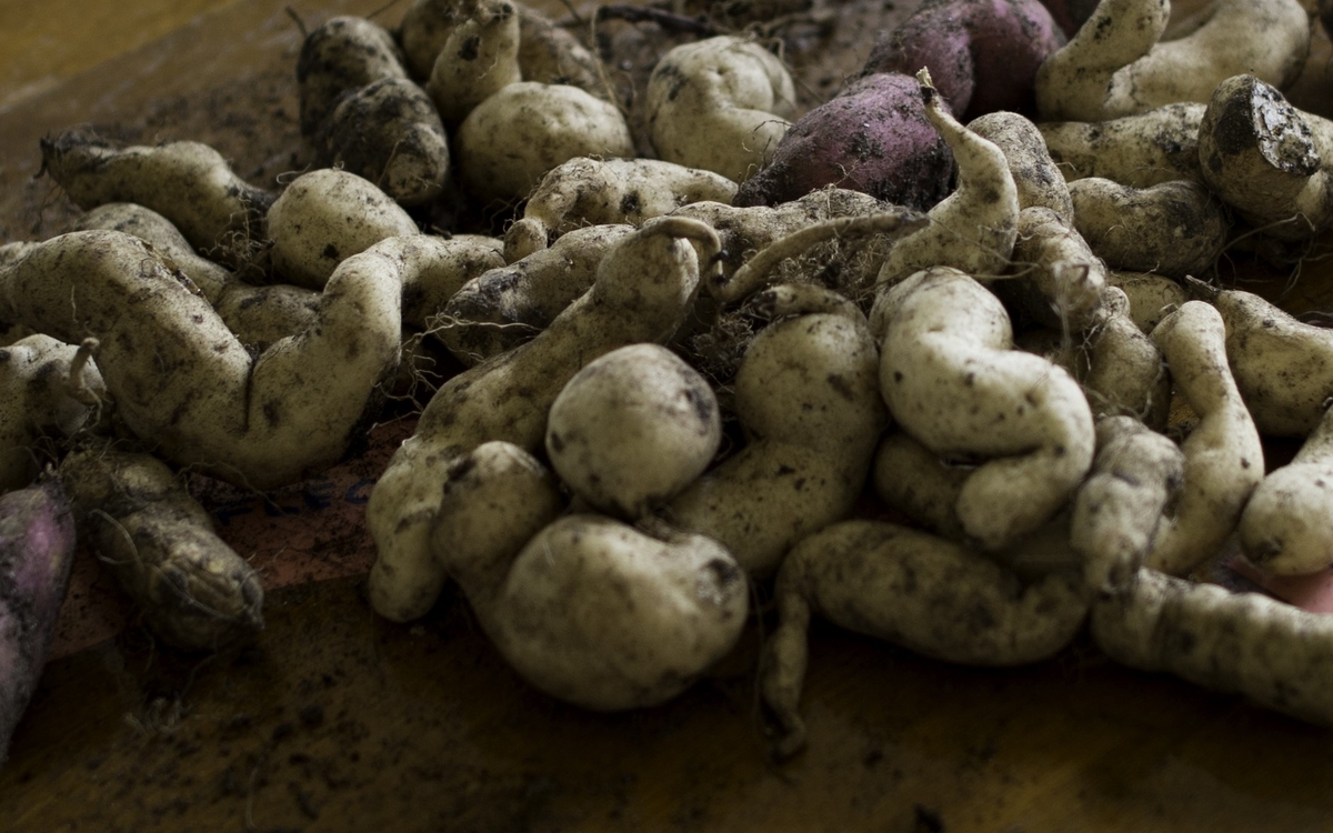 Fruit et légume de saison Ferme de Paris Paris