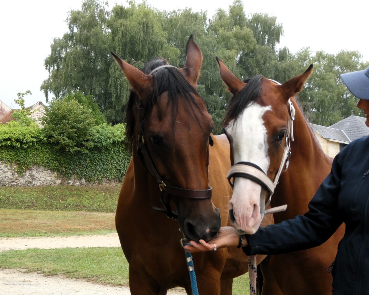 Grand show du cheval Arabe Allée des Marronniers Arnac-Pompadour 2026-07-25 Grand show du cheval Arabe