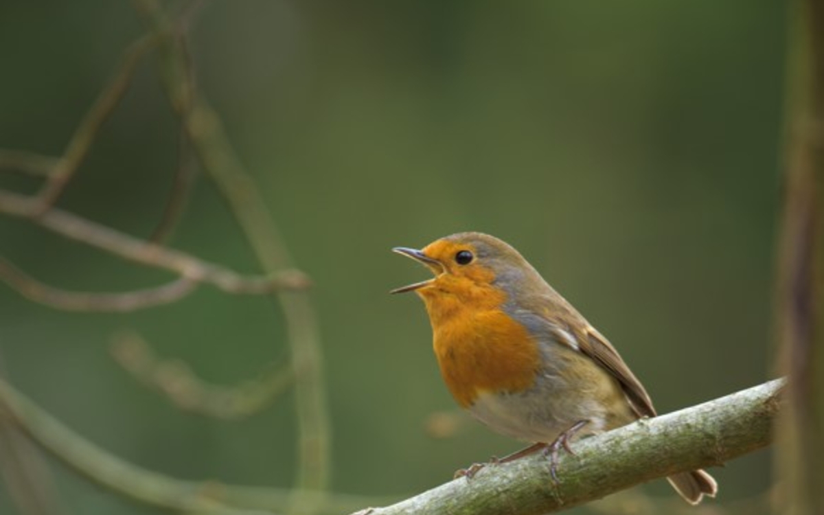 Initiation à la reconnaissance des chants d’oiseaux - NIVEAU 1 Maison Paris Nature Paris