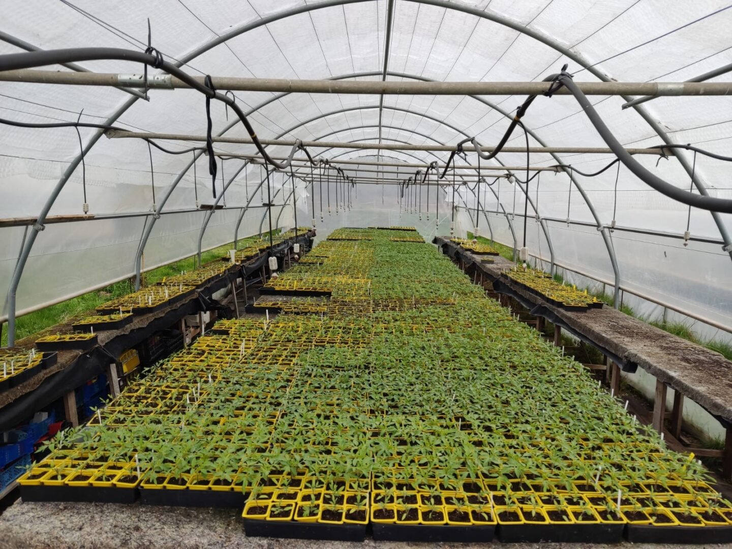 Jardins de Tomates Landiras 2026-03-14 Jardins de Tomates