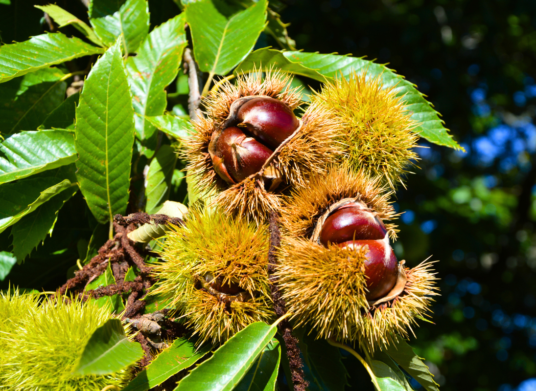Journée Portes Ouvertes Le châtaignier de l'arbre à l'assiette