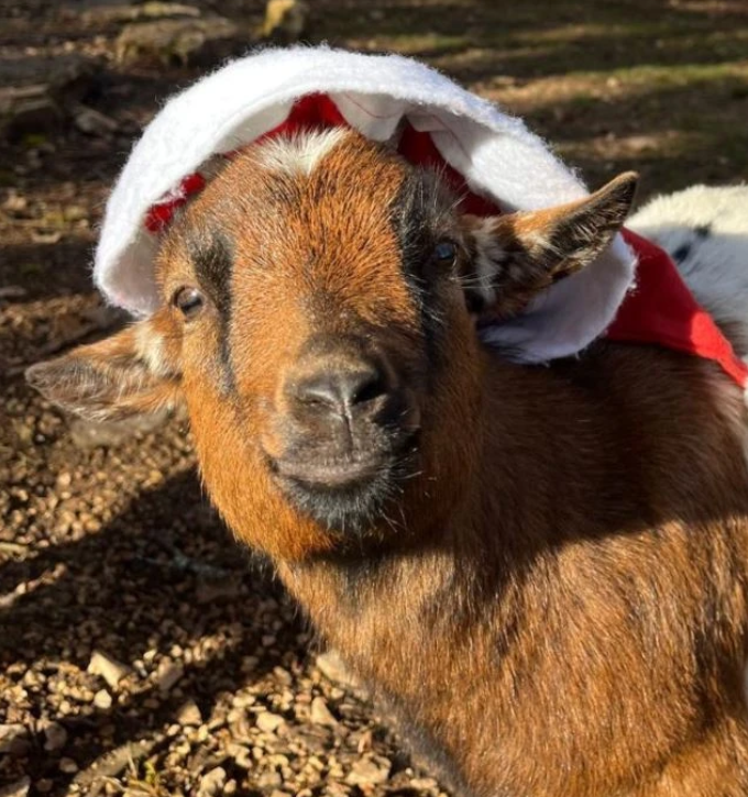 La Magie de Noël au Parc Animalier de Gramat