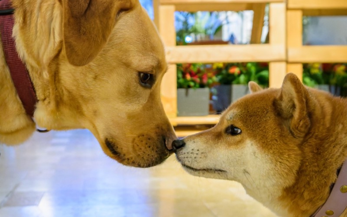 La Maison de l'animal : toute la programmation Maison de l'animal  Paris