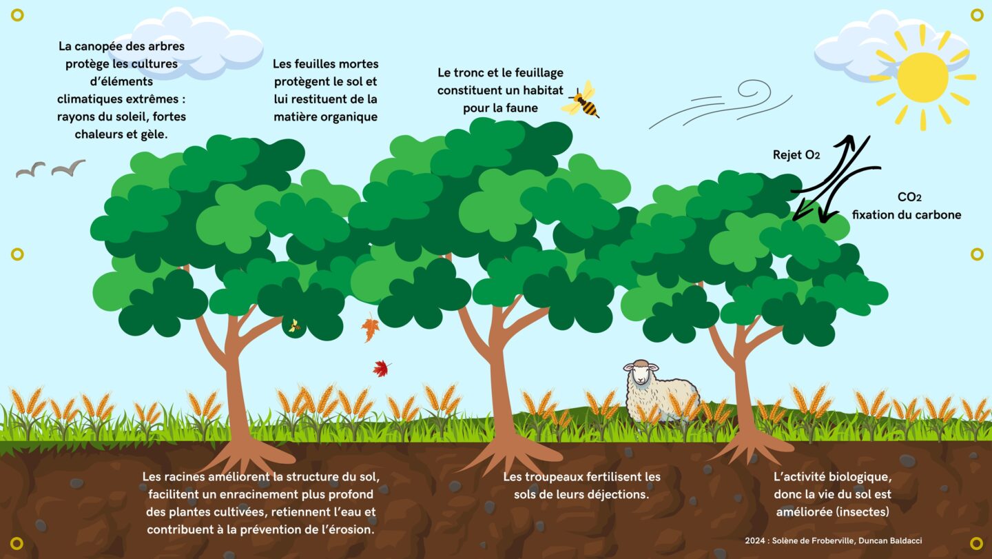 L’AGROFORESTERIE M’A DIT ….. OBSERVER