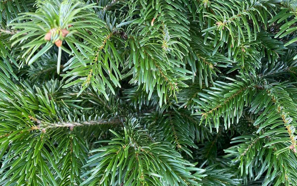 Le Bon Plant de Noël Ressourcerie Le Plant B Paris