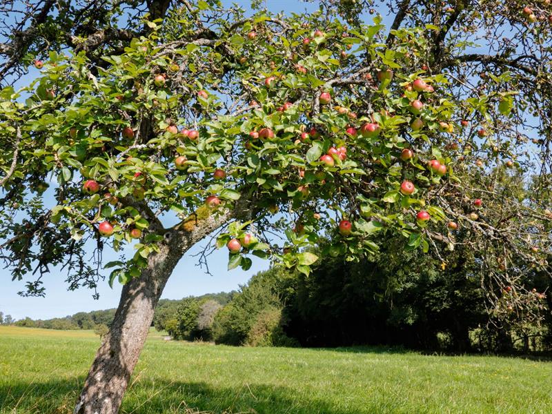 Le Chemin des Fruitiers Wiesviller Grand Est