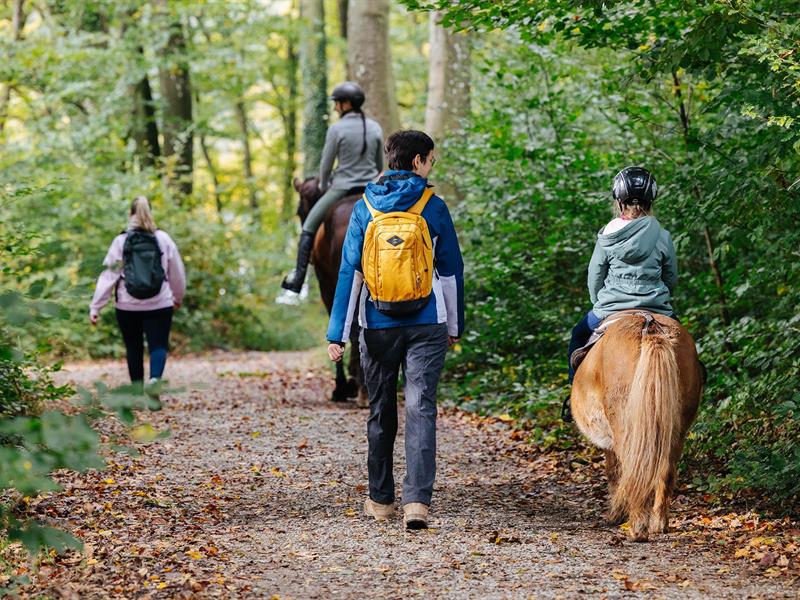 Le circuit de l'Étang des Marais Rémering-lès-Puttelange Grand Est