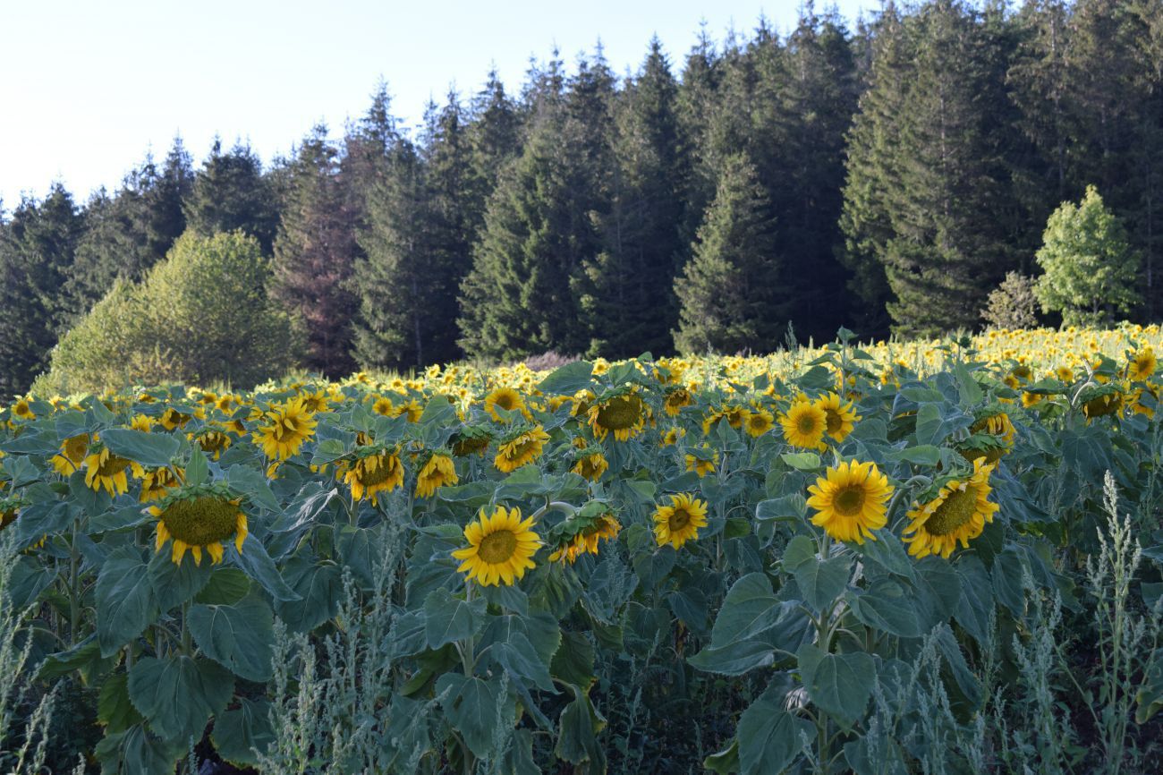 LE CIRCUIT DES MONTS CIRCUIT CYCLO N° 5 La Salvetat-sur-Agout Occitanie