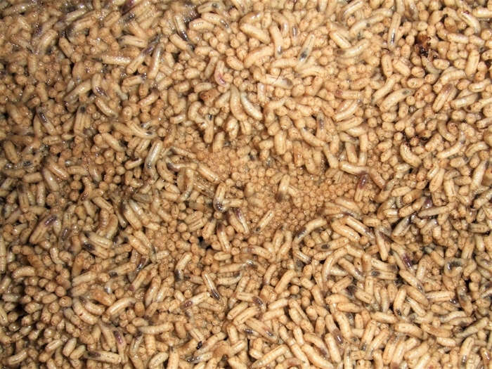 Le petit peuple des cadavres Auditorium des Champs Libres Rennes