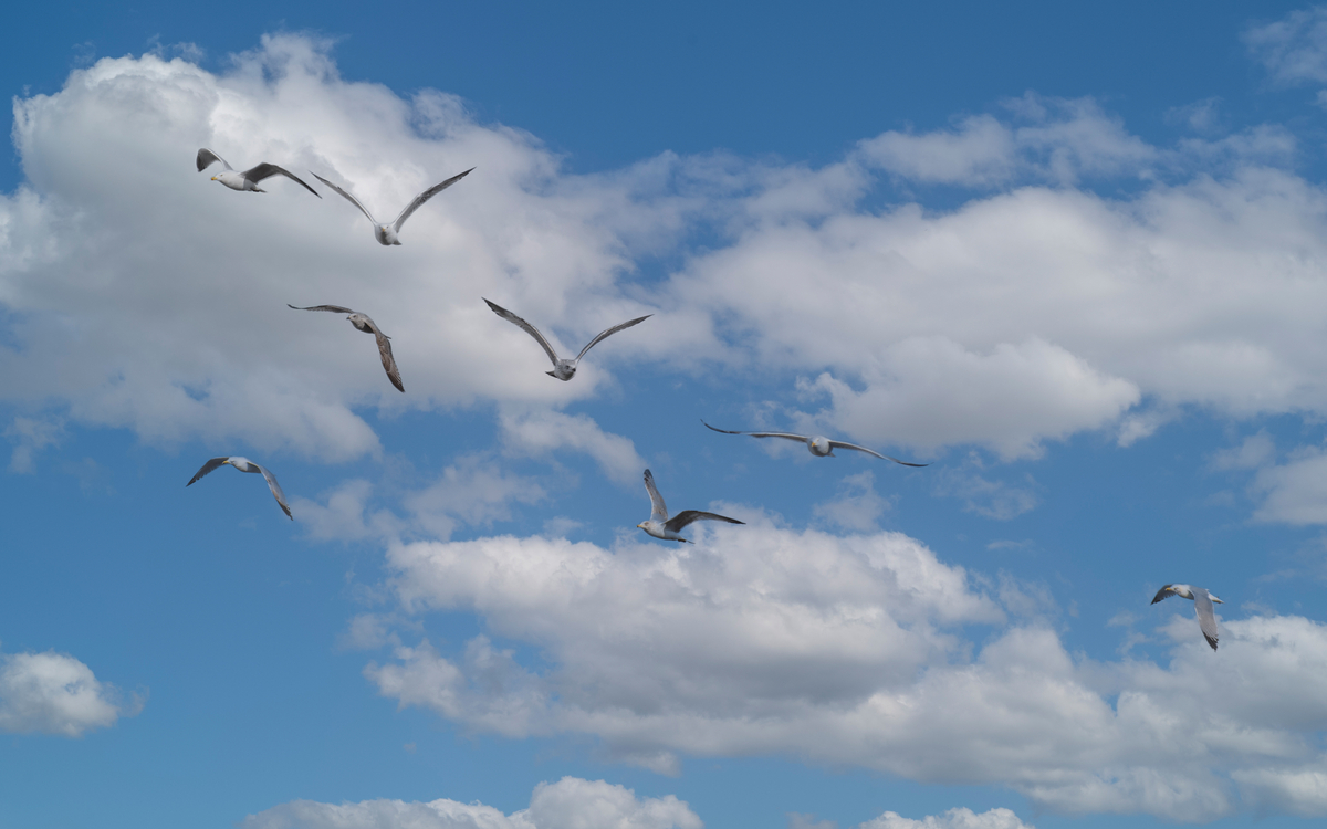 Lecture Nature : Dans le ciel Maison Paris Nature Paris