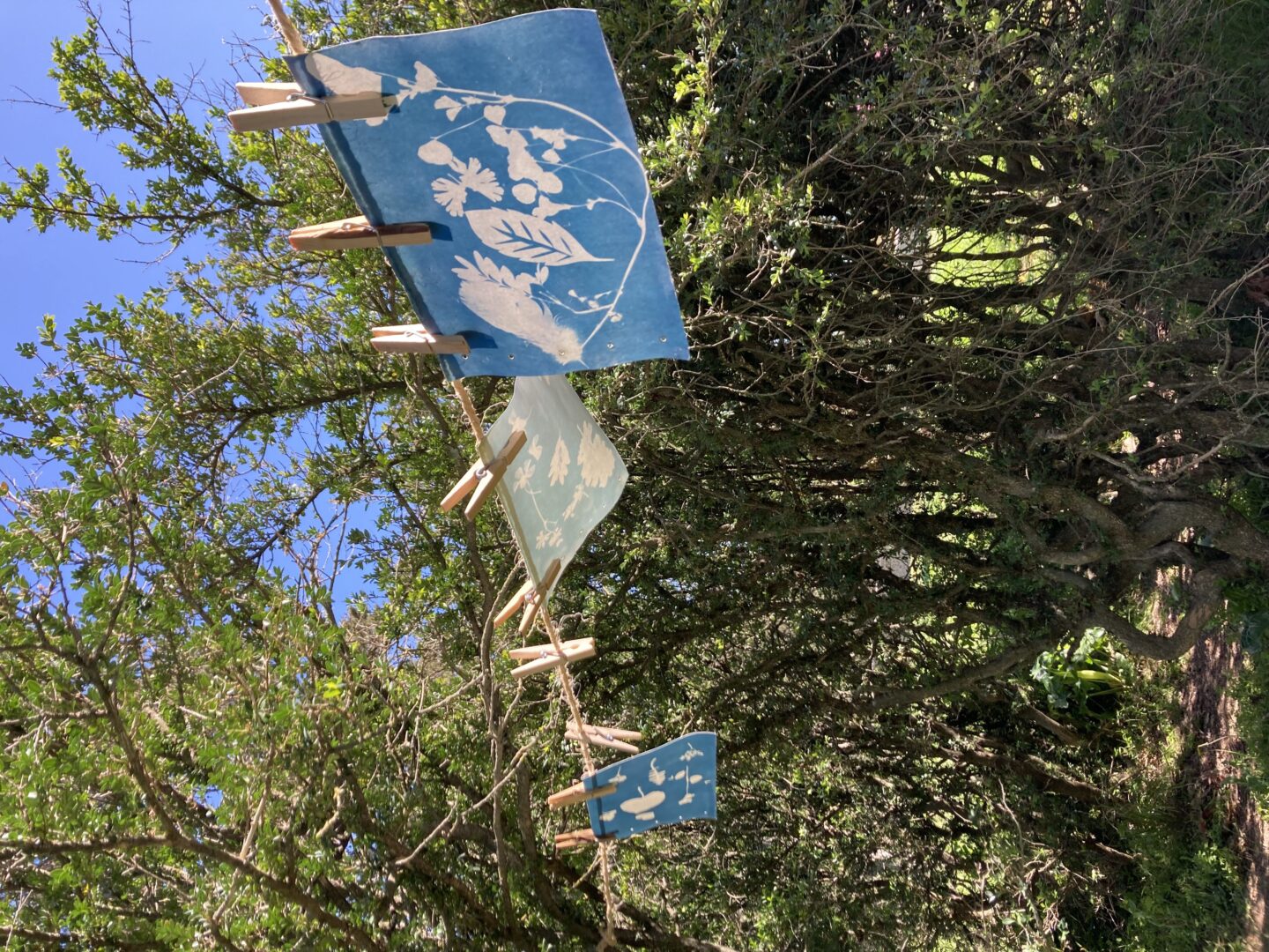 LES ATELIERS DE LA CABANE DÉCOUVERTE DU CYANOTYPE