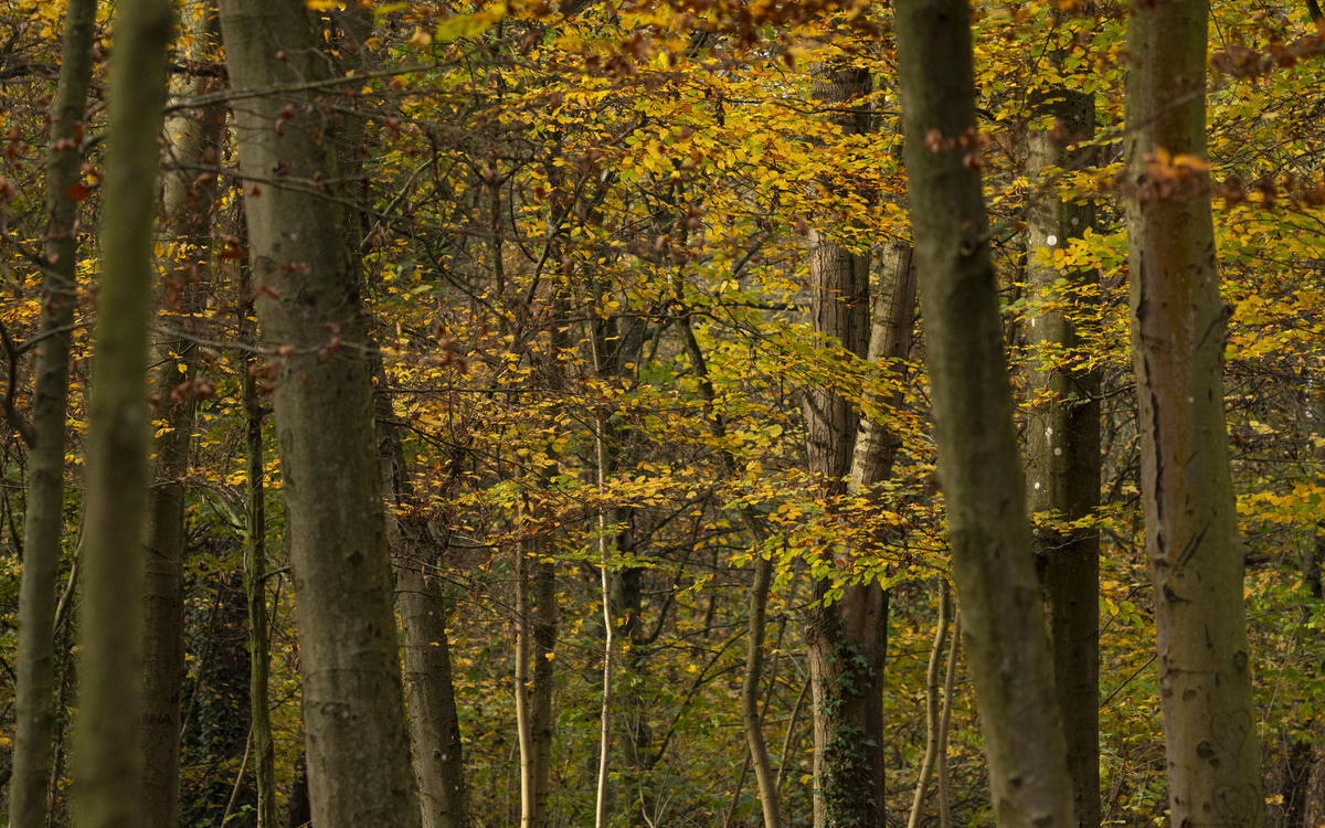 Les idées reçues autour des arbres Maison Paris Nature Paris
